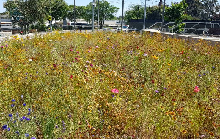 Wildflowers
