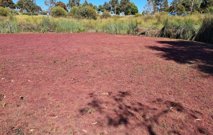 azolla
