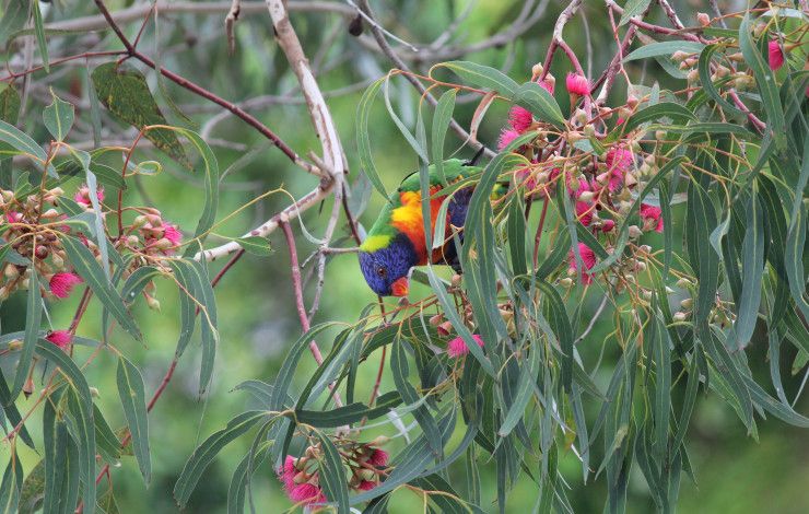 a rosella bird in a gum tree with pink blossoms