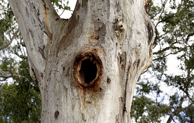 tree trunk