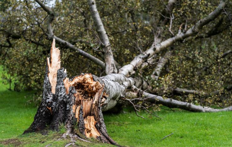 tree fallen down