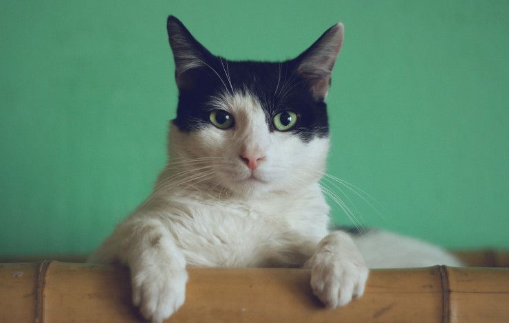 Black and white cat leaning over the back of a couch