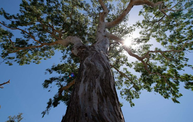 Looking up at a large gum tree from the ground.