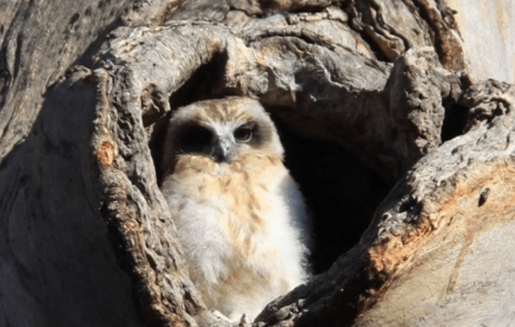 Boobook owl