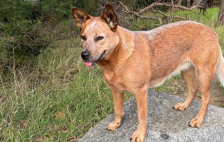 A red dog