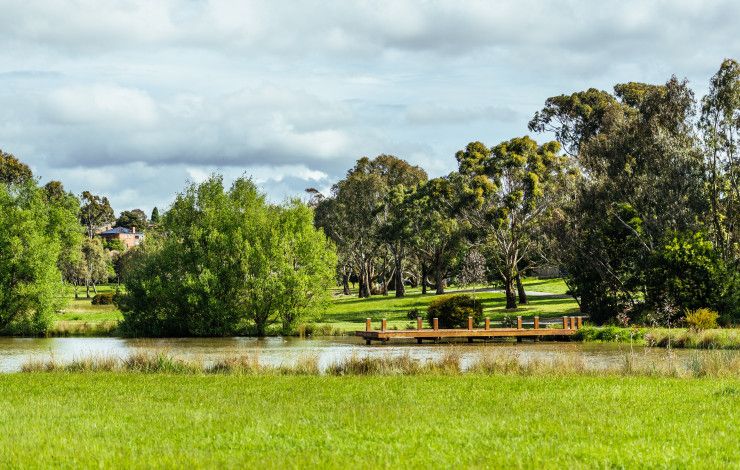 Trees in a park