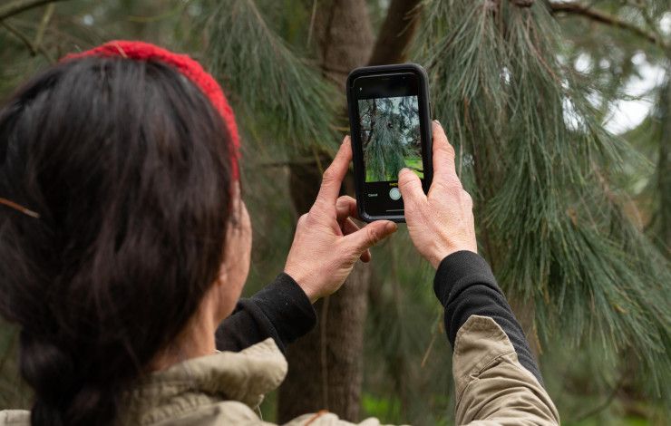 Person taking a photo of a plant