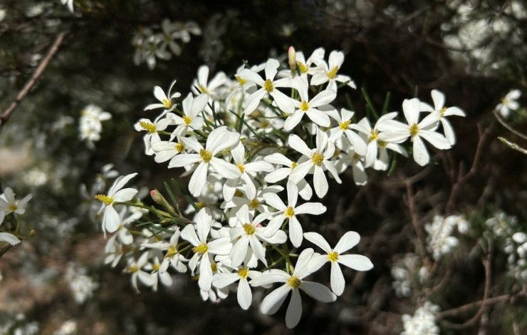 flowers