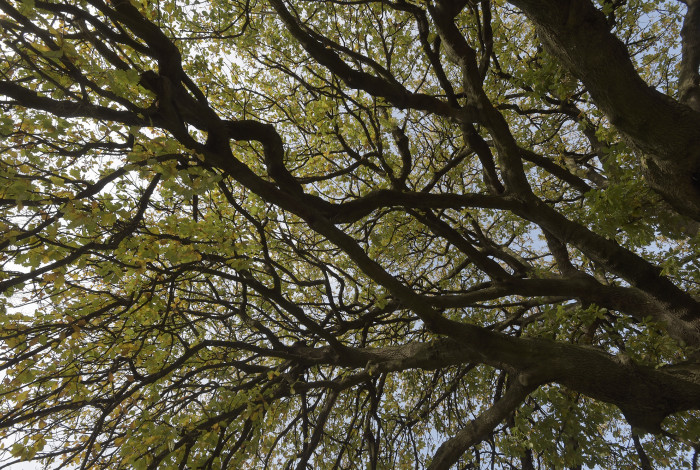 Dandenong Park Tree