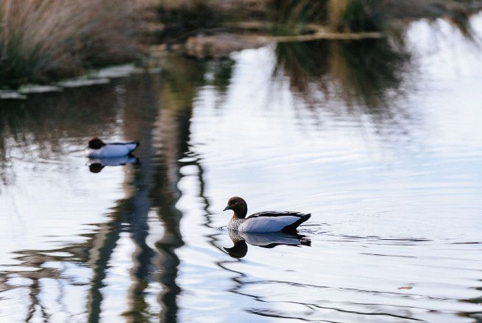 Happy ducks