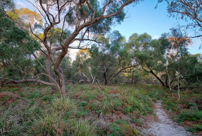 Coomoora Woodland Flora and Fauna Reserve