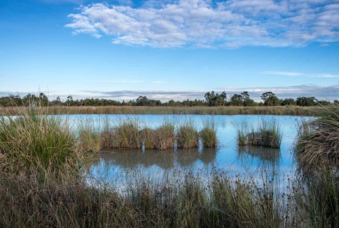 Dandenong Wetlands