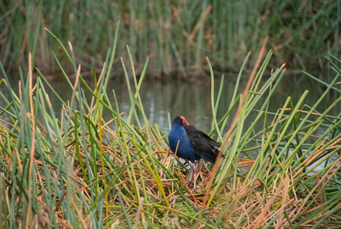 bird sitting in reeds