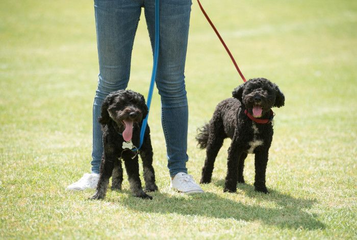 two happy dogs and their owner at a dog park