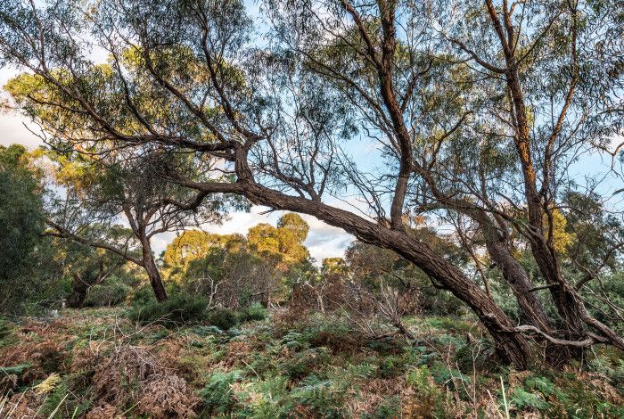 natural park land