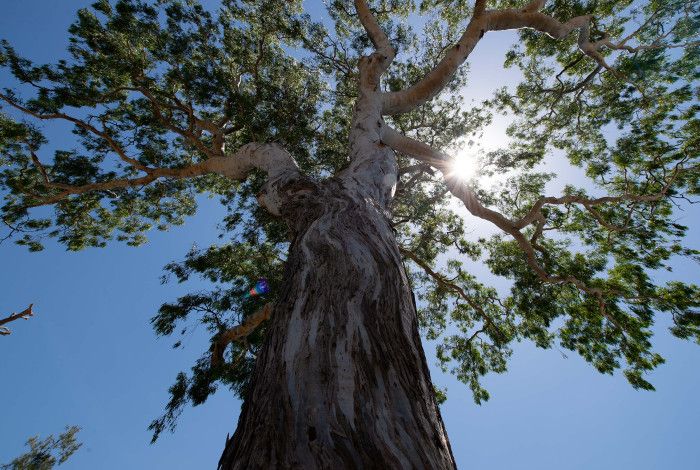 large tree looking up