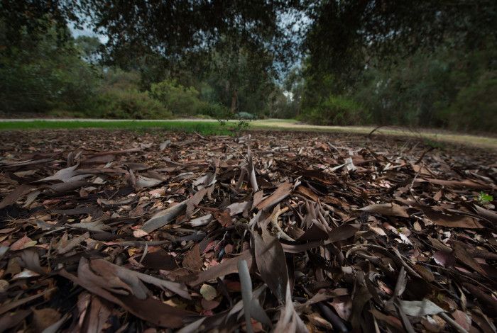 dry leaves