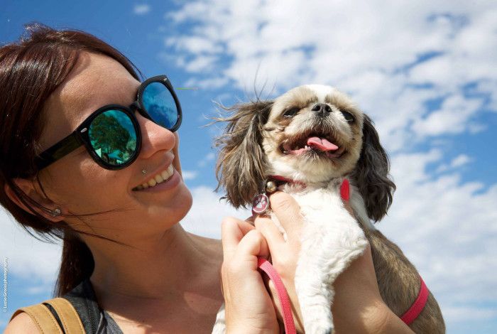 Dog with owner