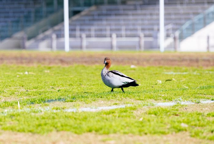 Duck on a sports field