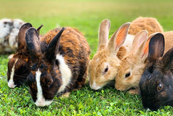 6 Rabbits eating grass