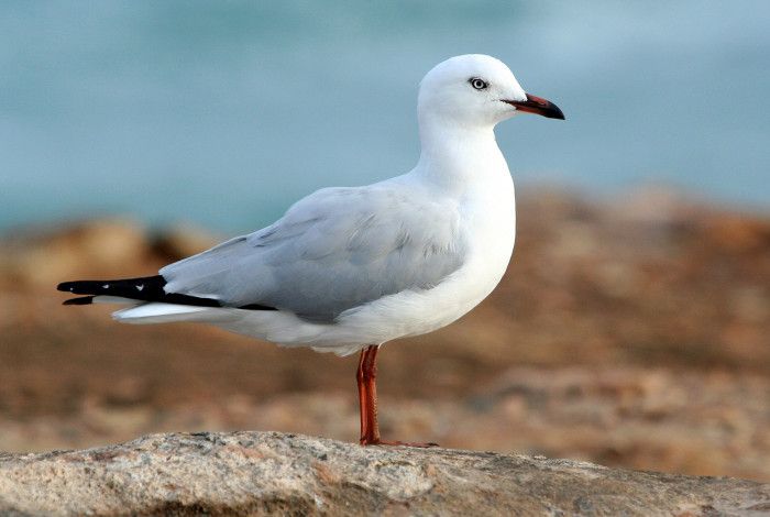 Silver Gull