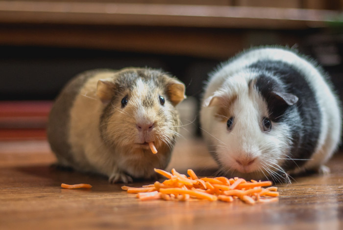 Two guinea pigs eating carrot