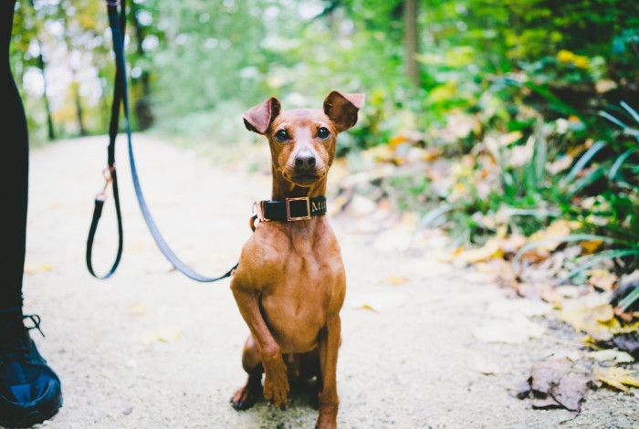 Dog on lead