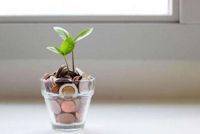 Plant in a pot of money