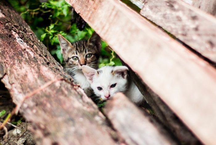 Stray kittens between logs