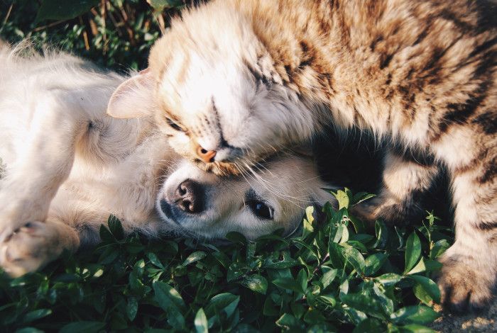 Dog and a Cat