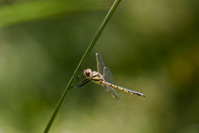 Firefly on a blade of grass