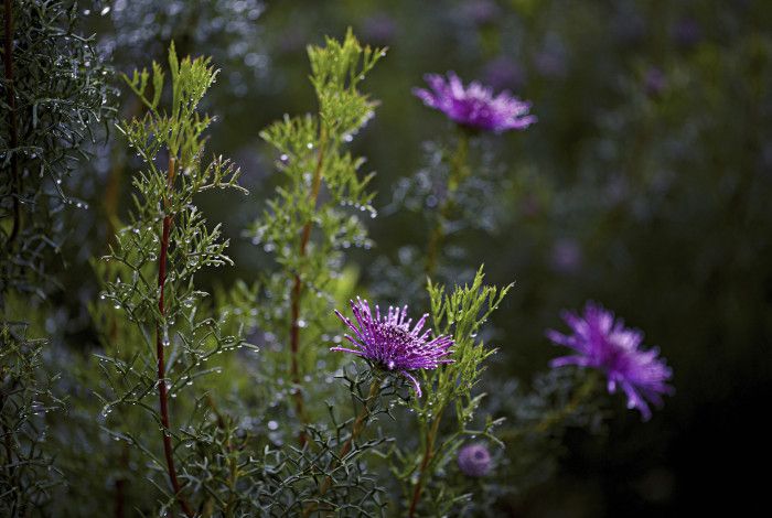 Purple flowers with rain drops at Roth Hetherington Botanical Gardens