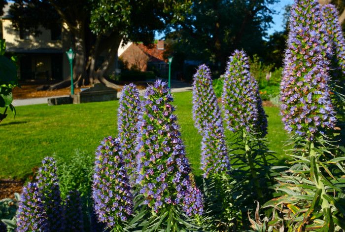 Flowers in a council garden