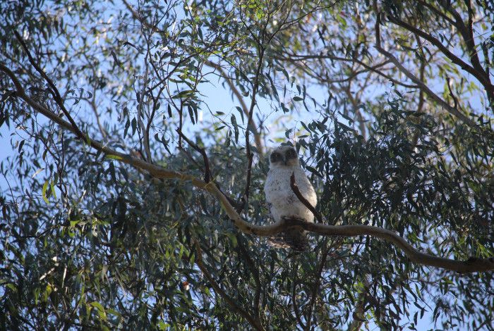 Powerful Owl Juvenile