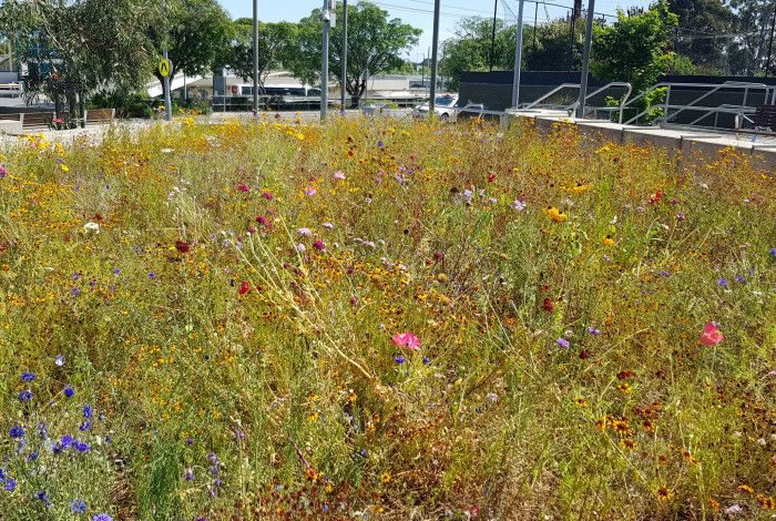 Wildflowers