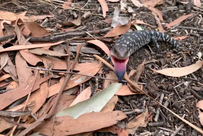 Blue Tongue Lizard