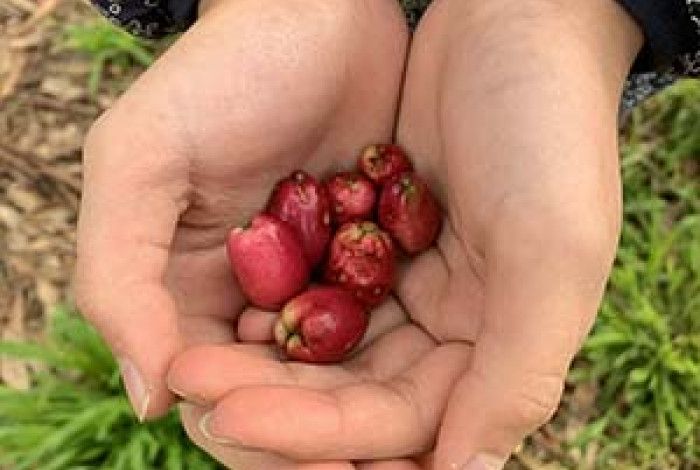Bush food