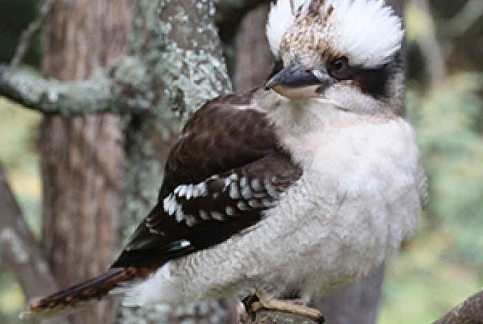 Kookaburra