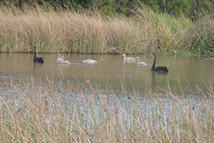 Ducks