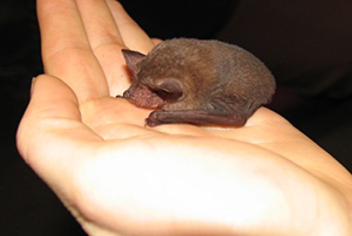 Microbat