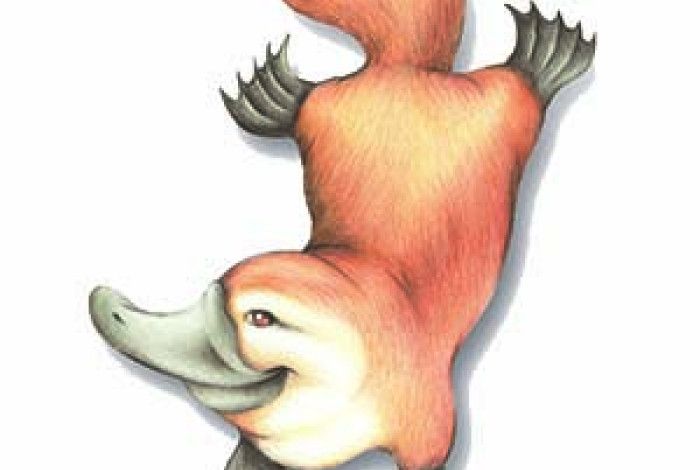 Platypus