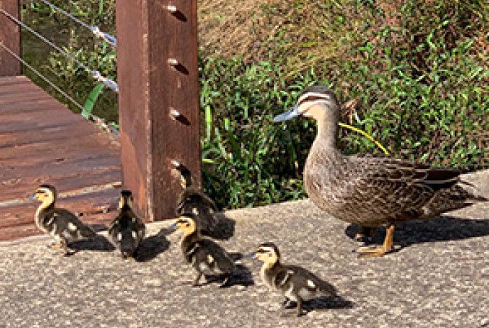 Ducks