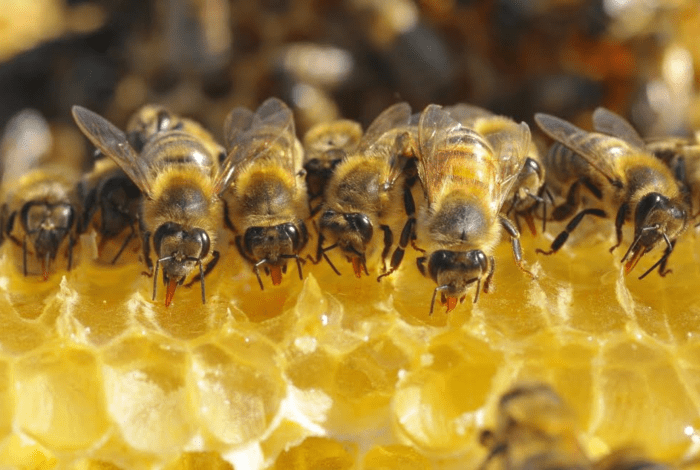 Bees and honey comb