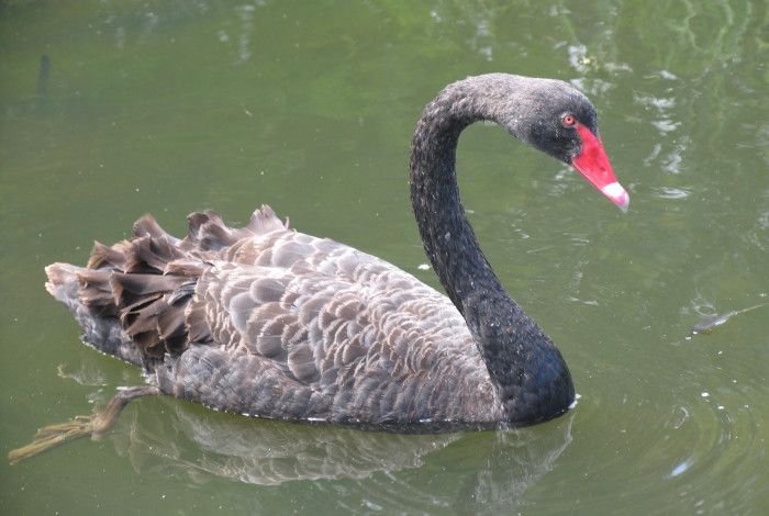 a duck on water.