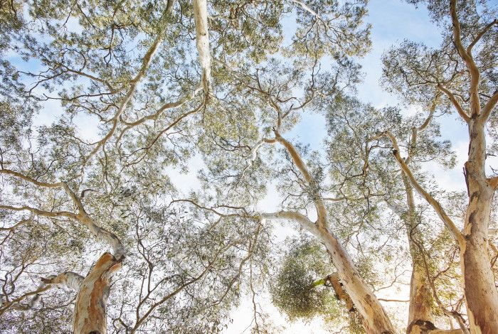 trees