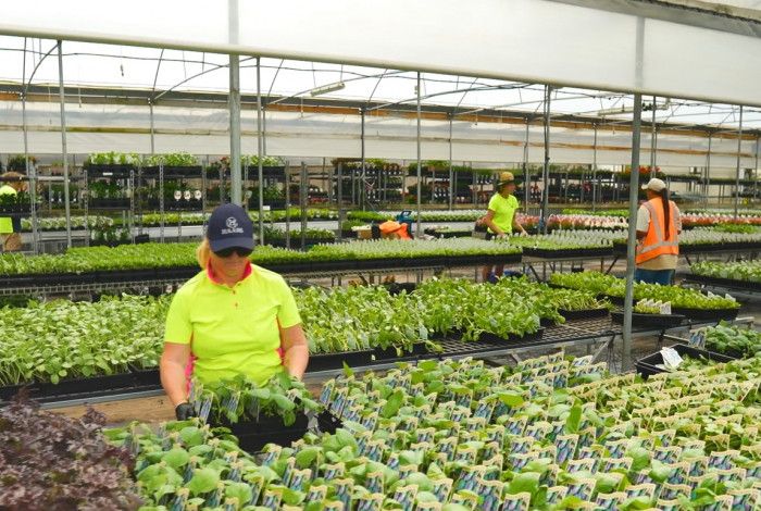 image of plants in green house