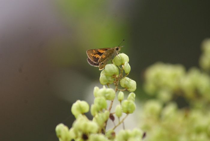 butterfly on plant