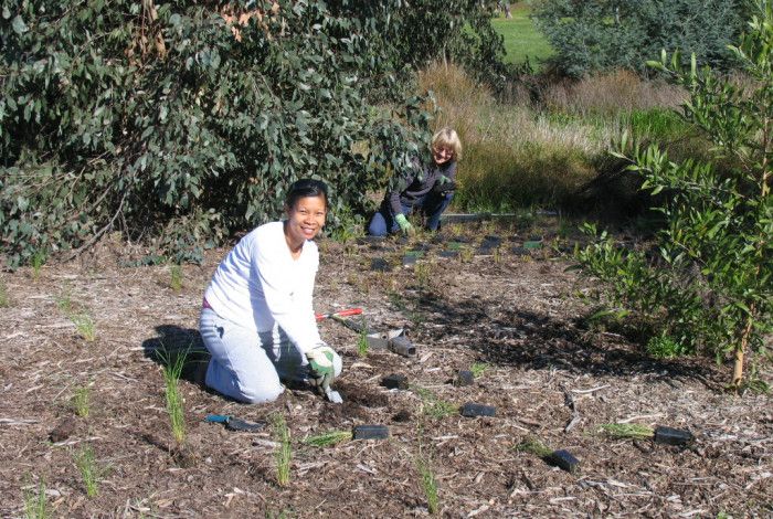 person planting a small plant in a reserve
