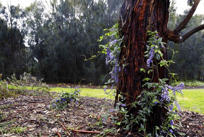 Parkland with a tree with flowers in it. 