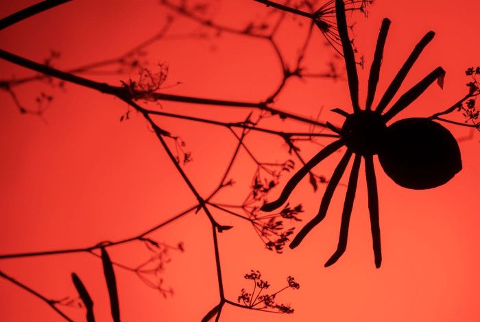 a spider in a tree